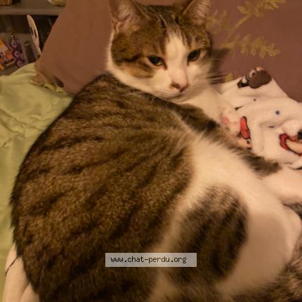 Photo de chat perdu à Jaulzy