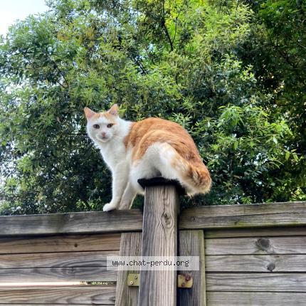 Photo de chat perdu à Bordeaux