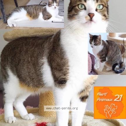 Photo de chat perdu à Chenove