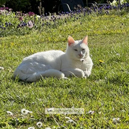Photo 1/1 Chat retrouvé Perdu à Opio