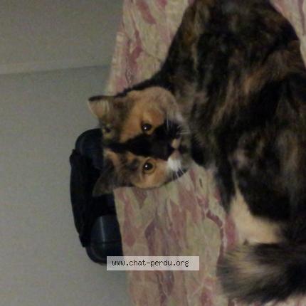 Photo de chat perdu à Saran