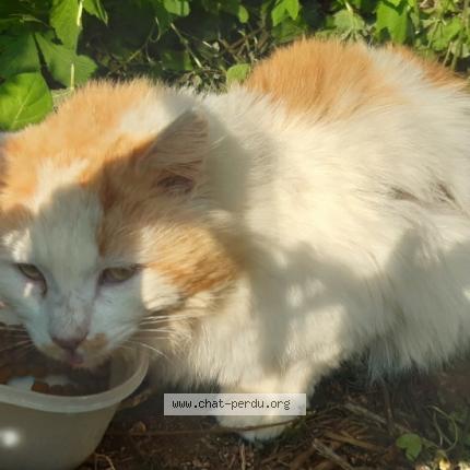 Photo 1/1 Chat retrouvé Trouvé à Falaise