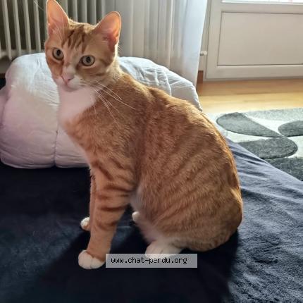 Photo 1/1 Caramel Chat perdu à Metz