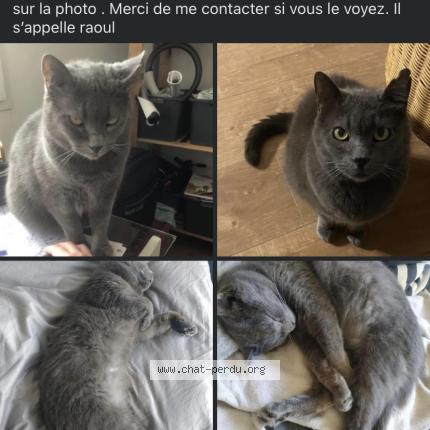 Photo 1/1 Chat retrouvé Perdu à Bordeaux