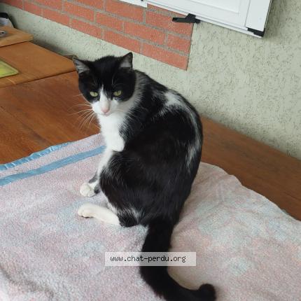 Photo 1/1 Alfredde Chat perdu à Sauveterre de comminges