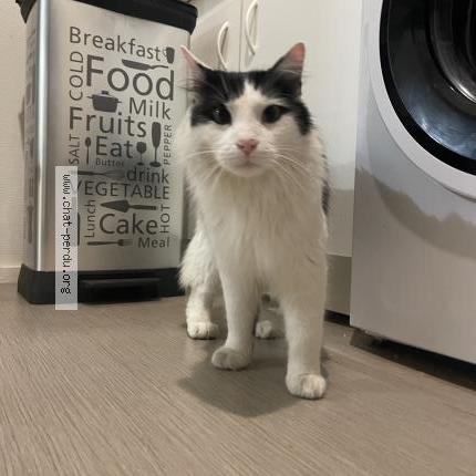 Photo 1/1 Chat retrouvé Trouvé à Bruges