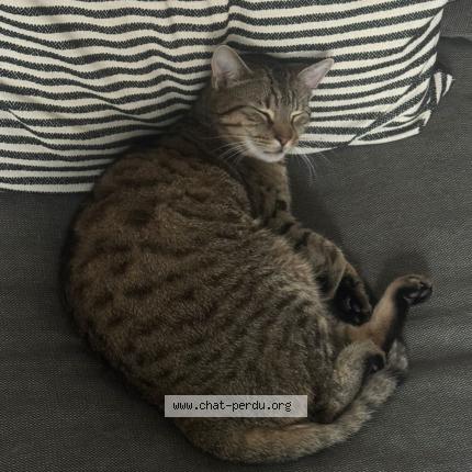 Photo 1/1 Chat retrouvé Perdu à Bruxelles