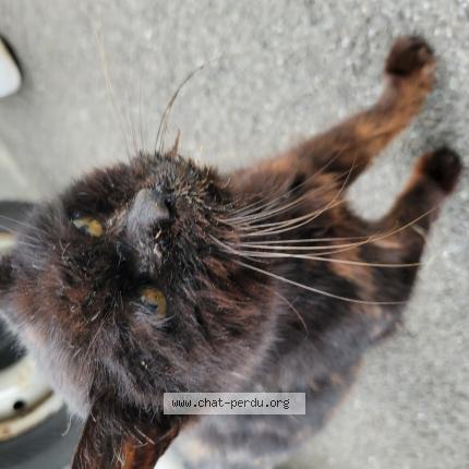 Photo de chat trouvé à Etupes