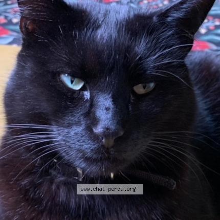 Photo de chat perdu à Aulnay Sous Bois