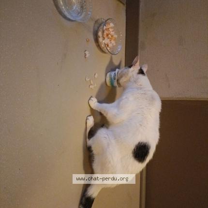 Photo de chat trouvé à Montauban