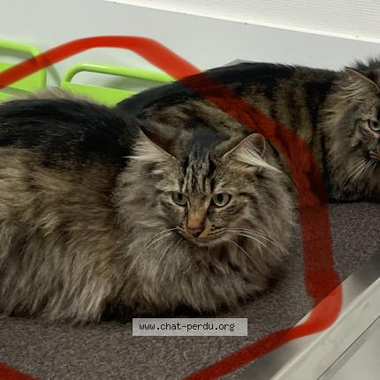 Photo 1/1 Socrate Chat perdu à Chauriat