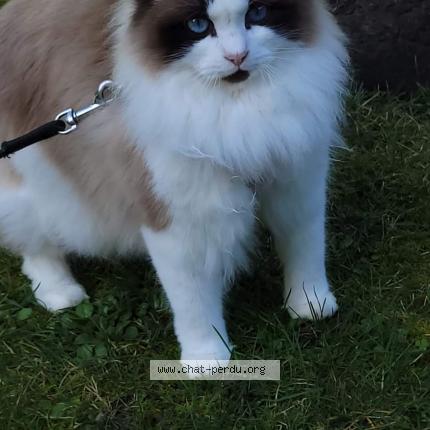 Photo de chat perdu à Lisses