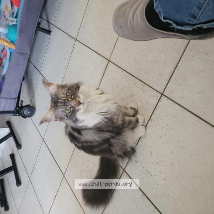 Photo de chat perdu à Marquette En Ostrevant