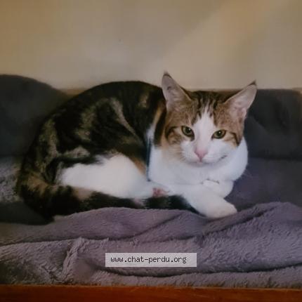 Photo de chat perdu à Soreze