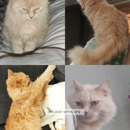 Photo de chat perdu à Dugny