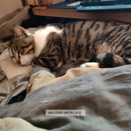 Photo de chat perdu à Semussac