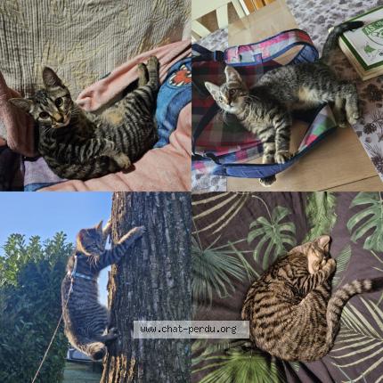 Photo 1/1 Chat retrouvé Perdu à Vienne