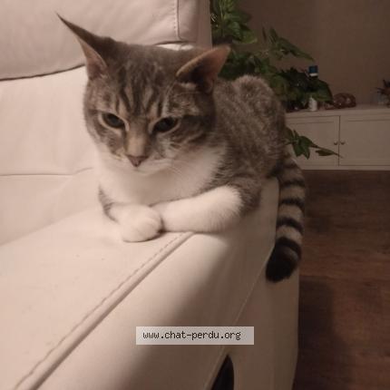 Photo de chat perdu à Le Havre