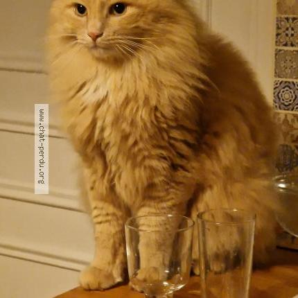 Photo 1/1 Pompon Chat perdu à Maule