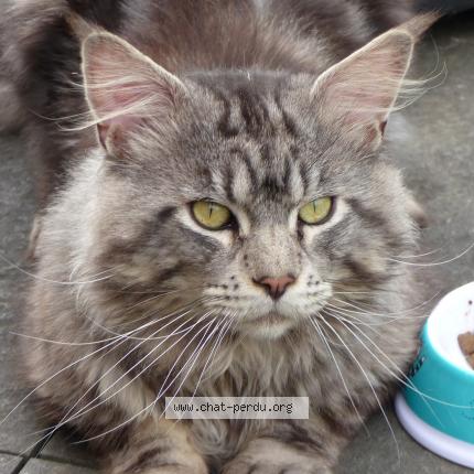 Photo de chat trouvé à Pont Scorff
