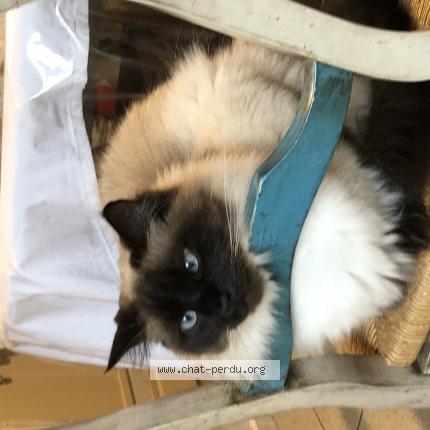 Photo de chat perdu à Dijon