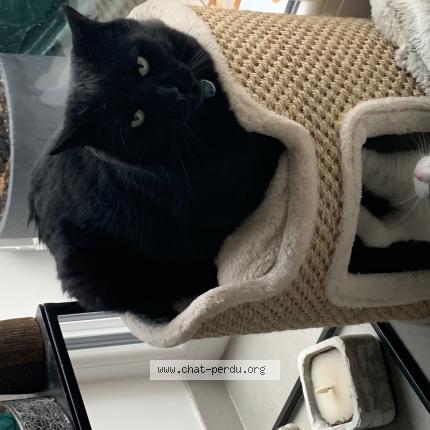 Photo 1/1 Souriceau Chat perdu à Devecey