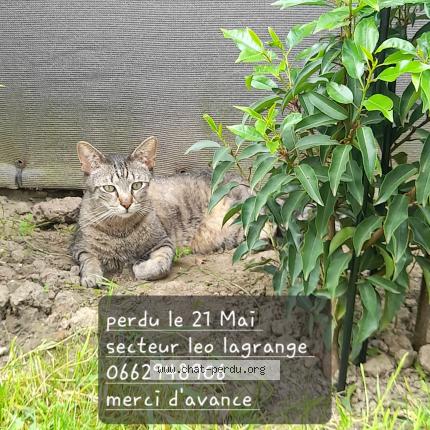 Photo de chat perdu à Armentieres