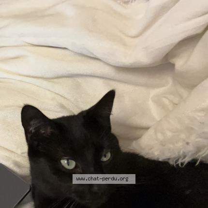 Photo de chat perdu à Montpellier