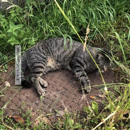 Photo 1/1 Bobby Chat perdu à Fontcouverte