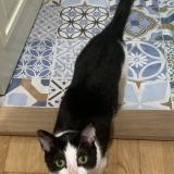 Photo de chat perdu à Lausanne