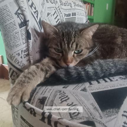 Photo de chat perdu à Nevers