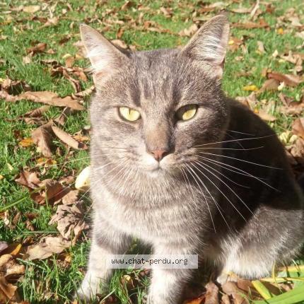 Photo 1/1 Chat retrouvé Perdu à Pontonx Sur L Adour