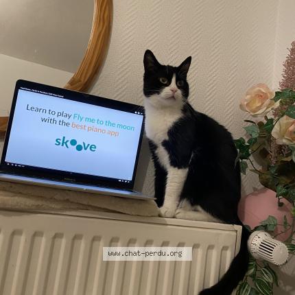 Photo de chat perdu à Strasbourg