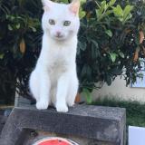 Photo de chat perdu à Houilles