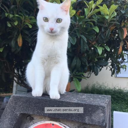 Photo 1/1 Chat retrouvé Perdu à Houilles