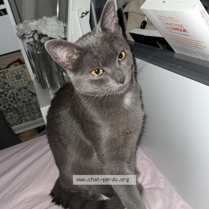 Photo 1/1 Chat retrouvé Perdu à Plouhinec