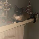 Photo de chat perdu à Versailles