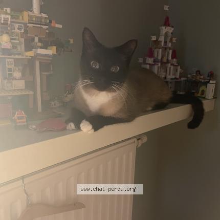 Photo 1/2 Chat retrouvé Perdu à Versailles