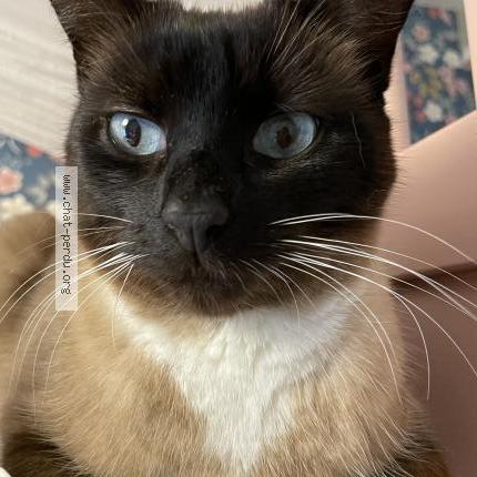 Photo 2/2 Chat retrouvé Perdu à Versailles