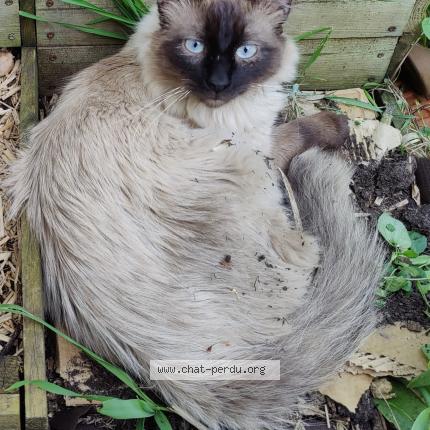 Photo 1/1 Chat retrouvé Perdu à Sens