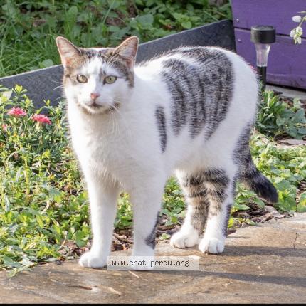 Photo de chat perdu à Champigny Sur Marne