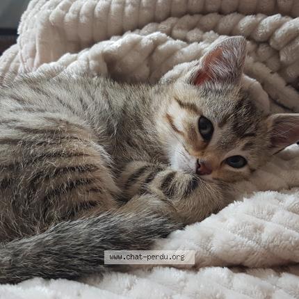 Photo de chat perdu à Saint Nicolas