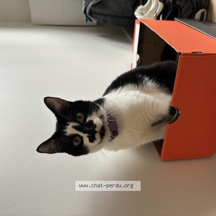 Photo de chat perdu à Marcq En Baroeul