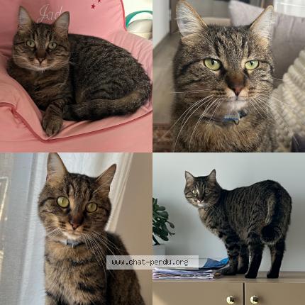 Photo de chat perdu à Oberhausbergen