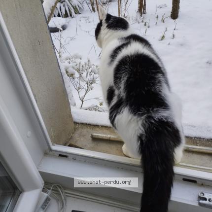 Photo de chat perdu à Vailly Sur Aisne