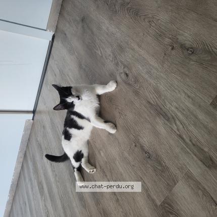 Photo de chat perdu à Clermont Ferrand