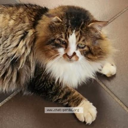 Photo de chat perdu à Pessac