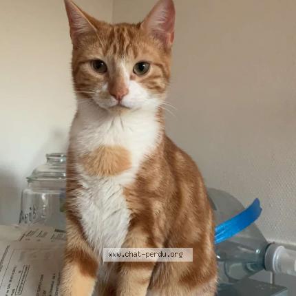 Photo de chat perdu à Conflans Sur Seine