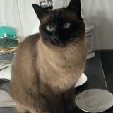 Photo de chat perdu à Le Celle Les Bordes