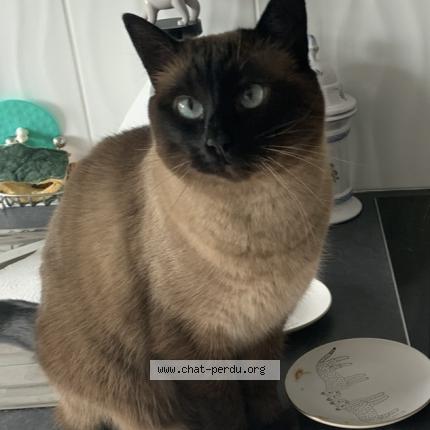 Photo 1/1 Chat retrouvé Perdu à Le celle les bordes
